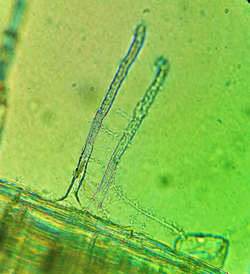 Strzępki grzyba Trichoderma oplatające włośniki pszenicy