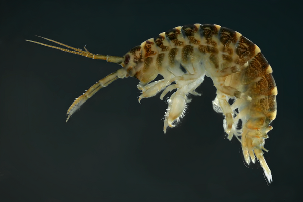 Zdjęcie Dikerogammarus villosus