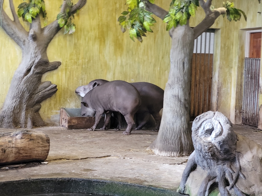 Tapiry z łódzkiego Orientarium stały się symbolem akcji pomocowej dr Stachowicz.